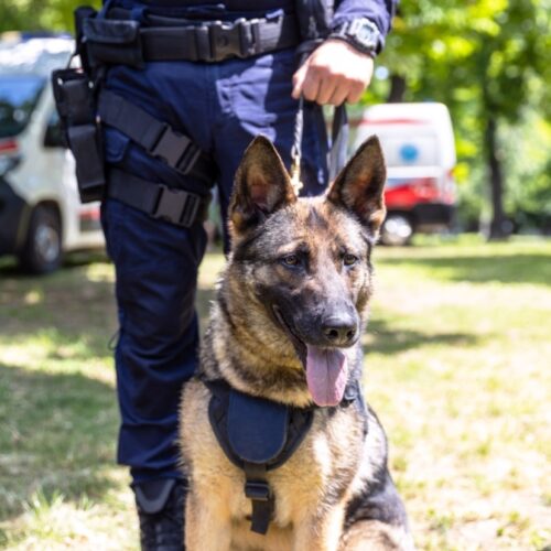 k9-security-dogs-services-uk