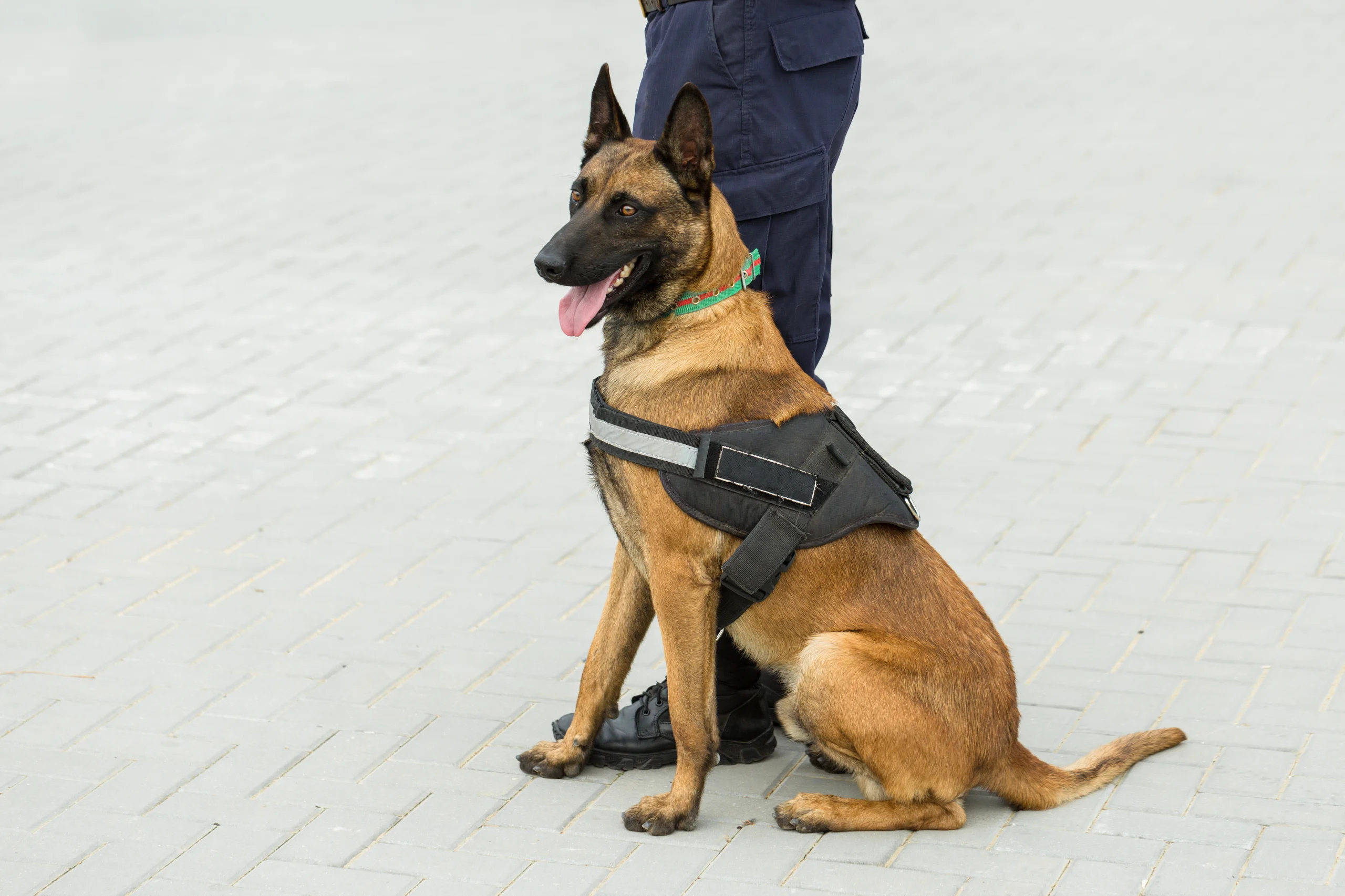 k9-security-dogs-uk