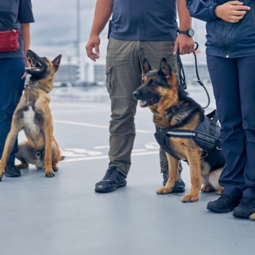 patrol-dogs-k9-security