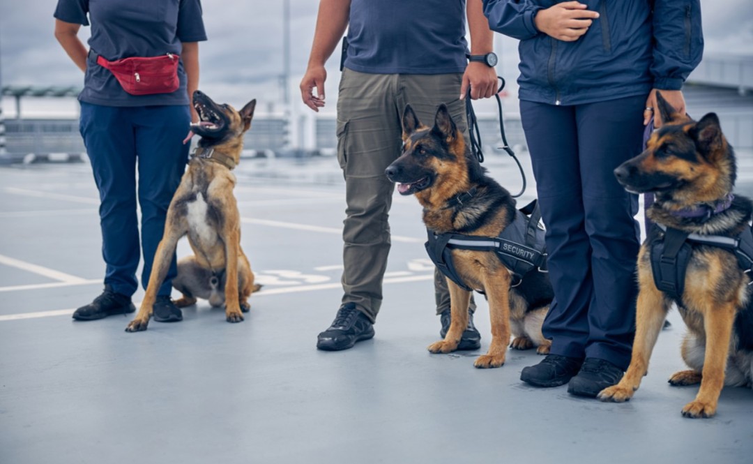 Patrol Dogs vs Detection Dogs: K9 Security Services Explained